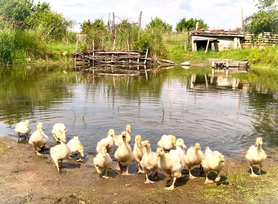 Biohof Am Turawa-See Szczedrzyk Dış mekan fotoğraf